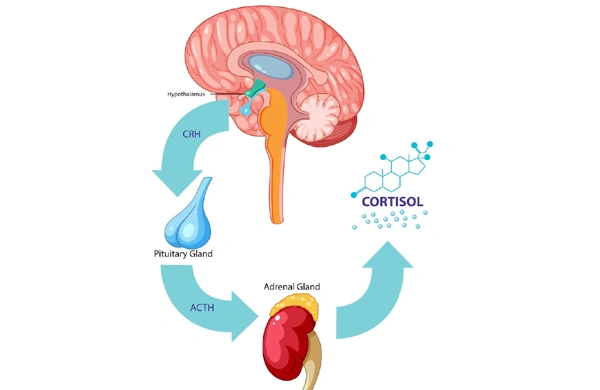 Male Hypogonadism Treatment